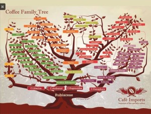 Coffee family tree
